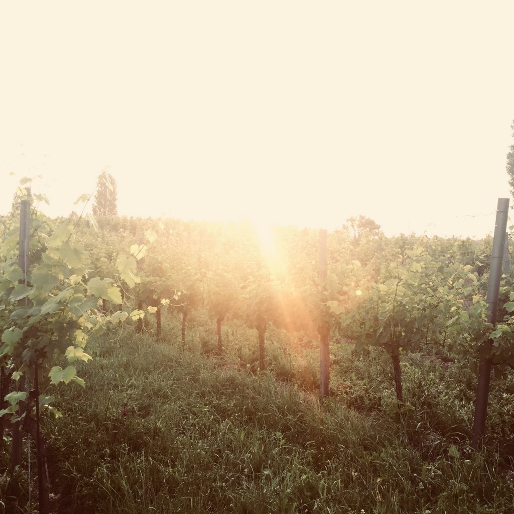 Einstricken Ausbrechen Plaudern Und Schwitzen Weingut Hannes Hofer