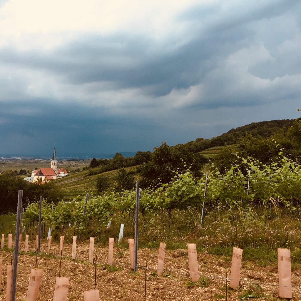 Einstricken Ausbrechen Plaudern Und Schwitzen Weingut Hannes Hofer